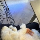 댕편한세상 이미지