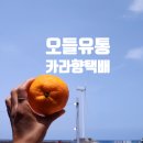 제주도 제주장터 모들유통 카라향 산지직송 택배주문후기 제철