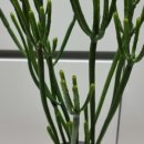 녹산농원 이미지