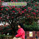 문학도시자연공원 | 겨울 여행지 추천! 경남 사천 동백꽃 명소 노산공원