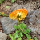 꽃향기정원 이미지