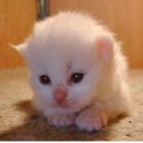 달빛고양이 이미지