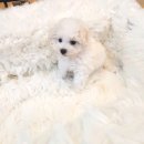 이소퍼피-별내점 이미지