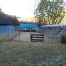 댕댕이,봄 이미지