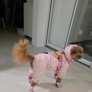 아이앤독 이미지