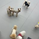 멍스쿨 전주애견유치원 애견호텔 이미지