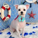 애견미용 견출지 노원점 이미지