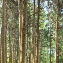 땅끝천년숲옛길 이미지