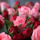 링스토리 이미지