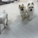 슬기로운 댕댕 유치원 | [슬기로운 댕댕 다롱이 일상] 1.우리 가족이 되어줘서 고마워 ❤️🐶