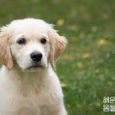 해운대 24시 동물의료원 이미지