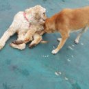 자유로 동물병원 이미지