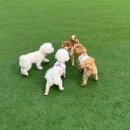 리츠펫 선물 이미지