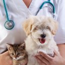 24시 핸즈동물의료센터 이미지