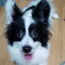 원효동물병원 이미지