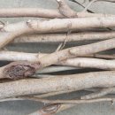 연수목 감태나무 지팡이 이미지