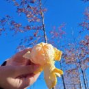 산물 | 제주 쇠소깍산물관광농원 노지귤 택배 수령 후기