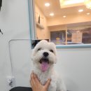 해피애견 미용실 이미지