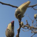 Magnolia Daum카페