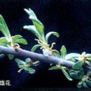 (주)비타민나무 이미지