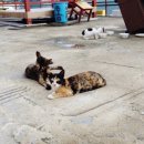 모래실펜션 이미지