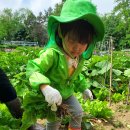 5월 상추수확. 땅콩. 고구마줄기 심기 이미지