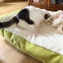 애견스토리 | 고양이침대 애견침대 추천 공존스토리 코지펫 쇼파 사용후기