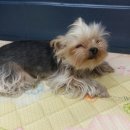 다사랑 애견 이미지