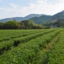 대한농장2 이미지