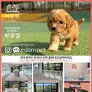 이담펫 이미지