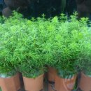 고래의꿈 수족관 이미지