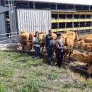 한우축산농장 이미지