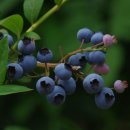 들풀농장 이미지