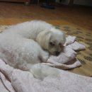 몽실하개 이미지