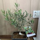 광일농원 이미지