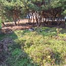 화성토지매매 // 전, 단독주택부지 // 화성시-정남면-문학리 // 토지면적1,370㎡ 이미지