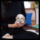 유앤미펫 강아지분양 고양이분양 위례점 이미지