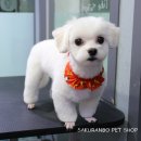 사쿠란보애견샵 부산대점 이미지