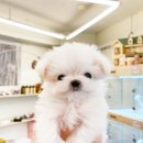 퍼피힐 강아지분양 이미지