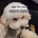 독특하개 이미지