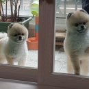 시저 Daum카페