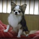 윈터펠 치와와 이미지