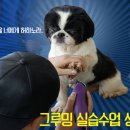 그루밍멍멍 이미지