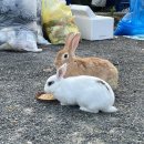 소백산삼계탕 이미지