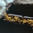 두바이초콜릿 맛 비교 데이데이, ORBSEI , 마롱쇼룸, 커빈트