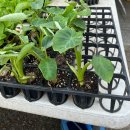 환영농장 | [주말농장]남양주 흥농종묘사에서 봄 모종 털고 온 후기