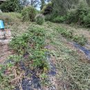 20250923(화) 금화규. 호박꽃. 치커리모. 당귀밭. 농부일상. 택배. 농협선물. 지원금. 대출연장. 자재과. 한살림. 마트. 풀 이미지