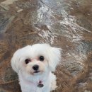 더리조트멍 이미지