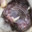 이비치 동물치과병원 | 입 긁는 고양이 구내염 의심 고양이 치료 일기3 이비치동물치과 발치 후기