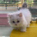 부산강아지분양 고양이분양 베스트펫 본점 이미지